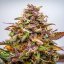 Royal Queen Seeds Semillas de Cannabis Bubble Kush Auto