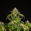 Royal Queen Seeds Cannabis Samen Green Gelato Auto
