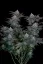 Fast Buds Cannabis Seeds Gorilla Cookies FF