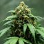 Royal Queen Seeds Cannabisfrön Royal Dwarf Auto