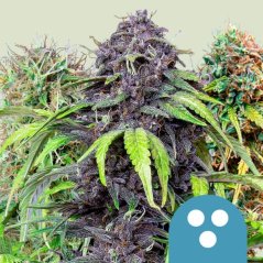 Royal Queen Seeds Cannabis Seeds CBD keverék