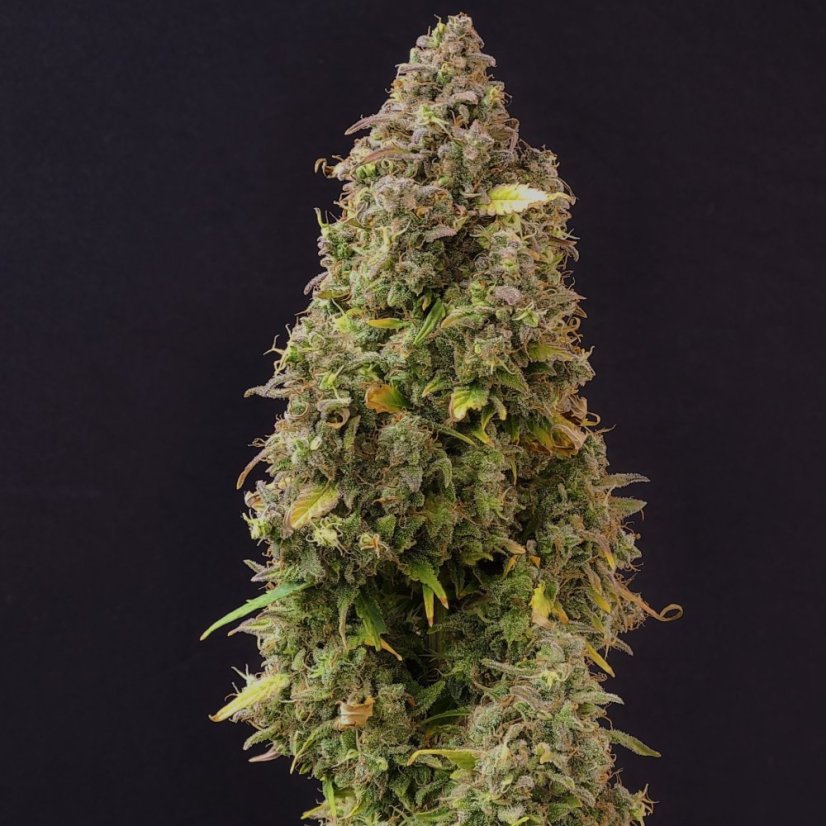 Doctor´s Choice Seeds Lowryder regular (IBL) Auto Regular
