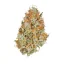 Semințe de canabis Royal Queen Seeds Amnesia Haze Auto