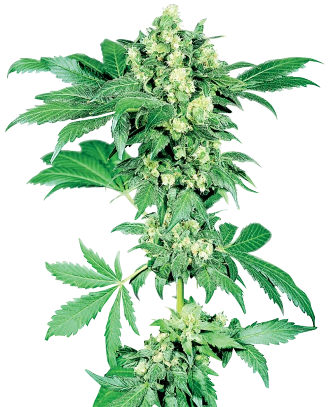 Sensi Seeds Cannabis Seeds Maple Leaf Indica® Regular, 10 Stk.
