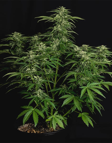 Royal Queen Seeds Sementes de Canábis Apollo F1 Auto