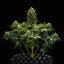 Royal Queen Seeds Cannabis Seeds Sweet Skunk Auto