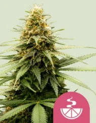 Royal Queen Seeds Hanfsamen Lemon Skunk Feminisiert