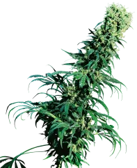 Sensi Seeds Cannabis Seeds Early Pearl® Regular, 10 Stk.