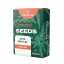 Canntropy Seeds Auto Zkittles (Autoflowering)