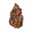 Royal Queen Seeds Cannabis Seeds Purple Queen Feminisiert