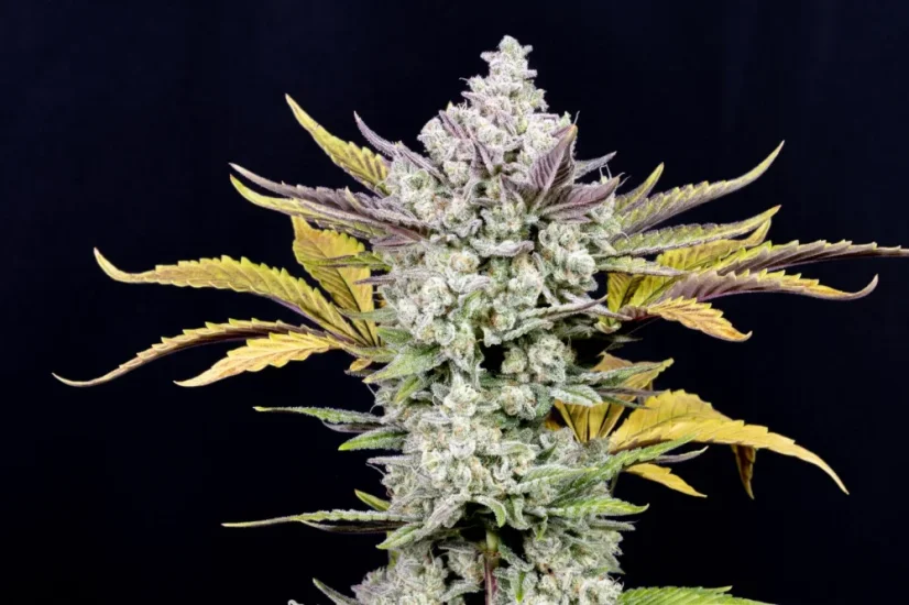 Fast Buds Cannabis Seeds Gorilla Cookies Auto