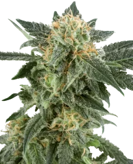 Sensi Seeds Cannabis Seeds Snow Ryder Automatic Feminized by White Label, 3-10 db