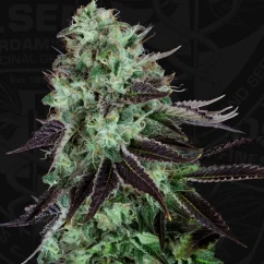 T.H.Seeds™ Cannabis Seeds Darkstar™, διάφορα πακέτα, κανονικοί