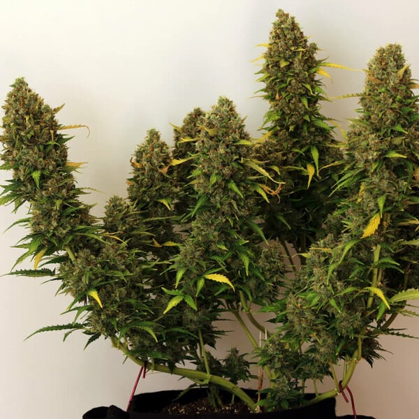 Royal Queen Seeds Cannabisfrön Royal Bluematic Auto