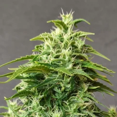 Doctor's Choice Seeds Chronic Ryder BX Auto Feminized