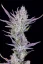 Fast Buds Cannabis Seeds Wedding Glue Auto