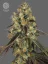 The Bulldog Seeds The Bulldog Cookies Femminizzati, 3 e 5 pz