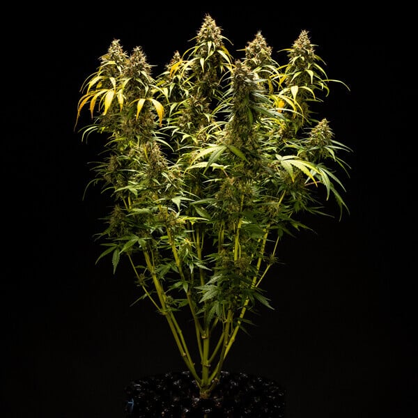 Royal Queen Seeds Cannabis Seeds Triple G Auto