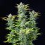 Royal Queen Seeds Graines de Cannabis Quick One Auto