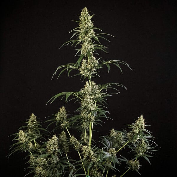 Royal Queen Seeds Semi di Cannabis Hulkberry Auto