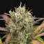 Royal Queen Seeds Cannabis Frø Purple Punch Auto