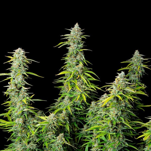 Royal Queen Seeds Semená konope Northern Light Auto