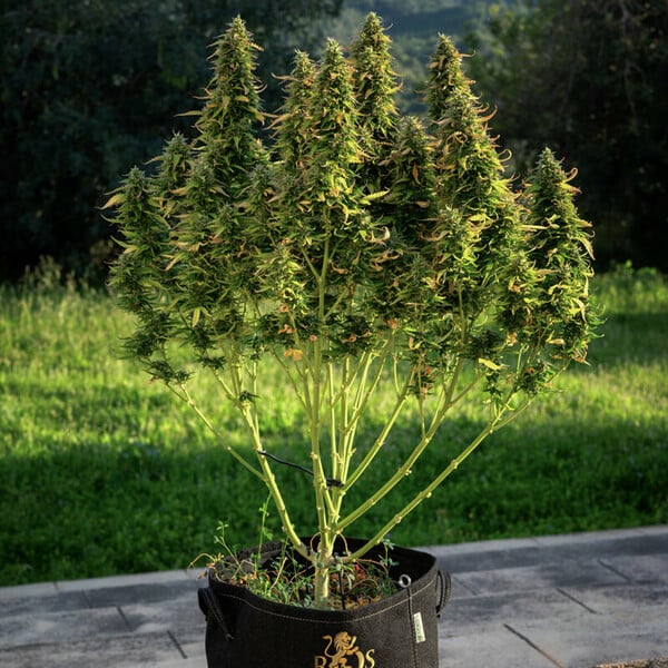 Semințe de canabis Royal Queen Seeds Royal Gorilla Auto