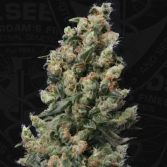 T.H.Seeds™ Cannabis Seeds Kushage™, various pack, regular