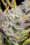 Fast Buds Cannabis Seeds Wedding Glue Auto