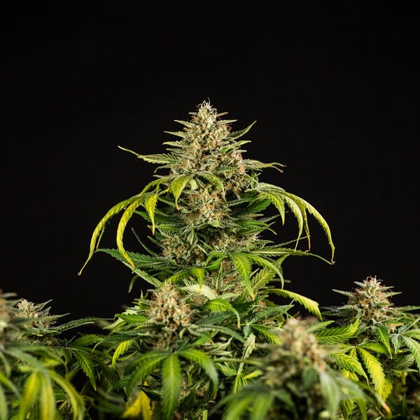 Royal Queen Seeds Cannabis Samen Green Gelato Auto