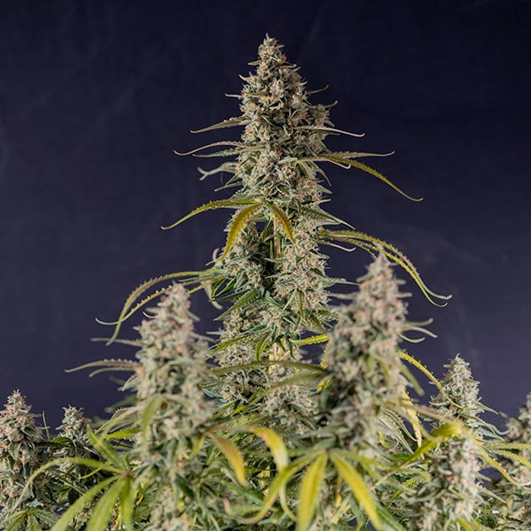 Royal Queen Seeds Cannabisfrön Hyperion F1 Auto