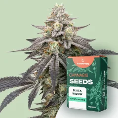 Canntropy Seeds Black Widow (Feminizuotos)