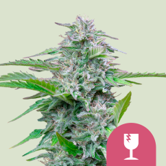 Royal Queen Seeds Kaņepju Sēklas Critical Feminized