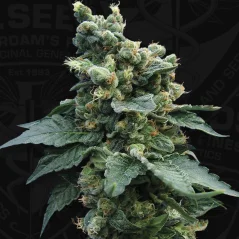 T.H.Seeds™ Cannabis Seeds S.A.G.E.™'n Sour,  various packs, regular