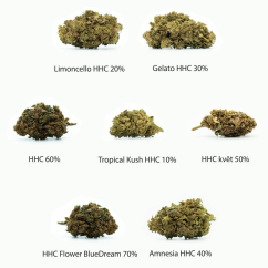 Zestaw próbek HHC Flowers - Tropical Kush 10%, Limoncello 20%, Gelato 30%, Amnesia 40%, Cheese 50%, OG Kush 60%, Blue Dream 70% - 7 x 1 g