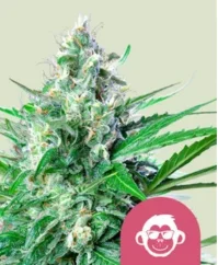 Royal Queen Seeds Hanfsamen Grape Ape Feminisiert