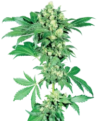 Sensi Seeds Cannabis Seeds Maple Leaf Indica® Regular, 10 Stk.