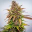 Royal Queen Seeds Semillas de Cannabis Bubble Kush Auto