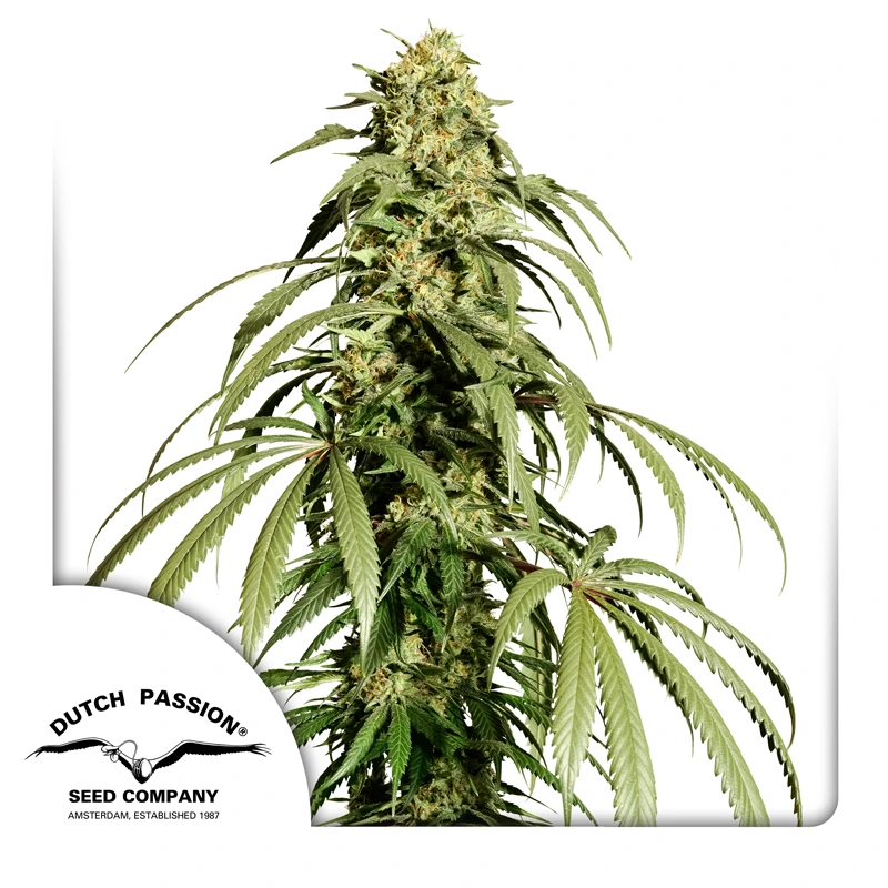 Dutch Passion Hanfsamen Ice Cream Haze® Regular