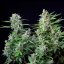 Royal Queen Seeds Cannabis Seeds Easy Bud Auto