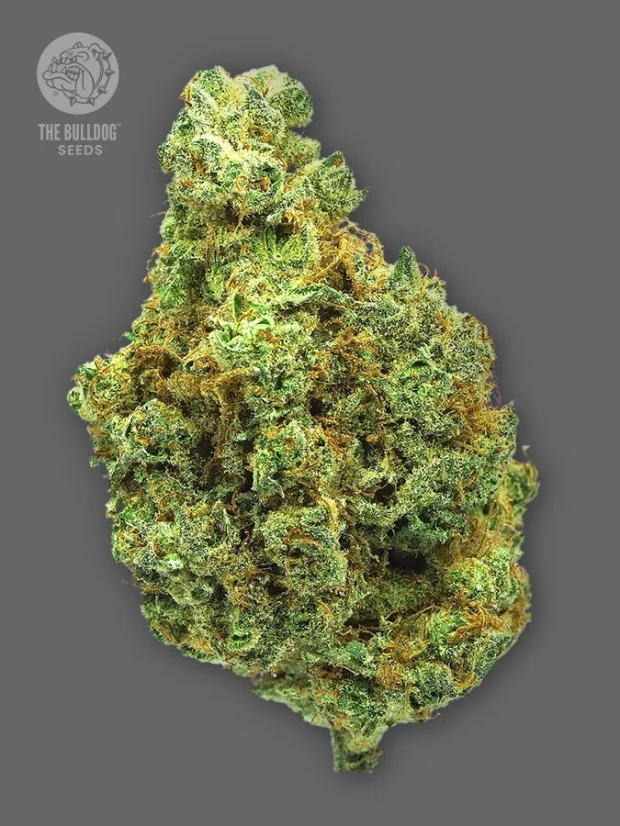 The Bulldog Seeds TB Wedding Cake Feminized, 3 ir 5 vnt.