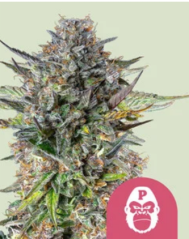 Royal Queen Seeds Cannabis Seeds Pink Gorilla Feminized