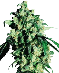 Sensi Seeds Cannabis Super Skunk® Regular, 10 Stk.