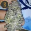 Blimburn Seeds Cannabis Seeds Gelato Feminized
