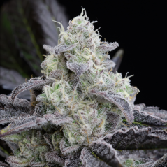 Semințe de canabis feminizate Silent Seeds Exotic L.A. Vanilla Cake