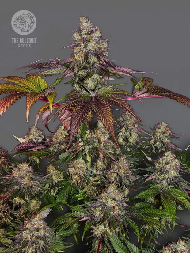 The Bulldog Seeds The Bulldog Gelato 17 Feminisiert, 3 und 5 Stk.