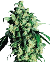 Sensi Seeds Cannabis Super Skunk® Regular, 10 Stk.