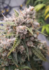 Dutch Passion Cannabisfrön Auto Cinderella Jack® Autoflowering