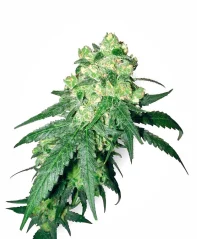 Sensi Seeds Cannabis Seeds White Rhino Regular by White Label, 10 unidades