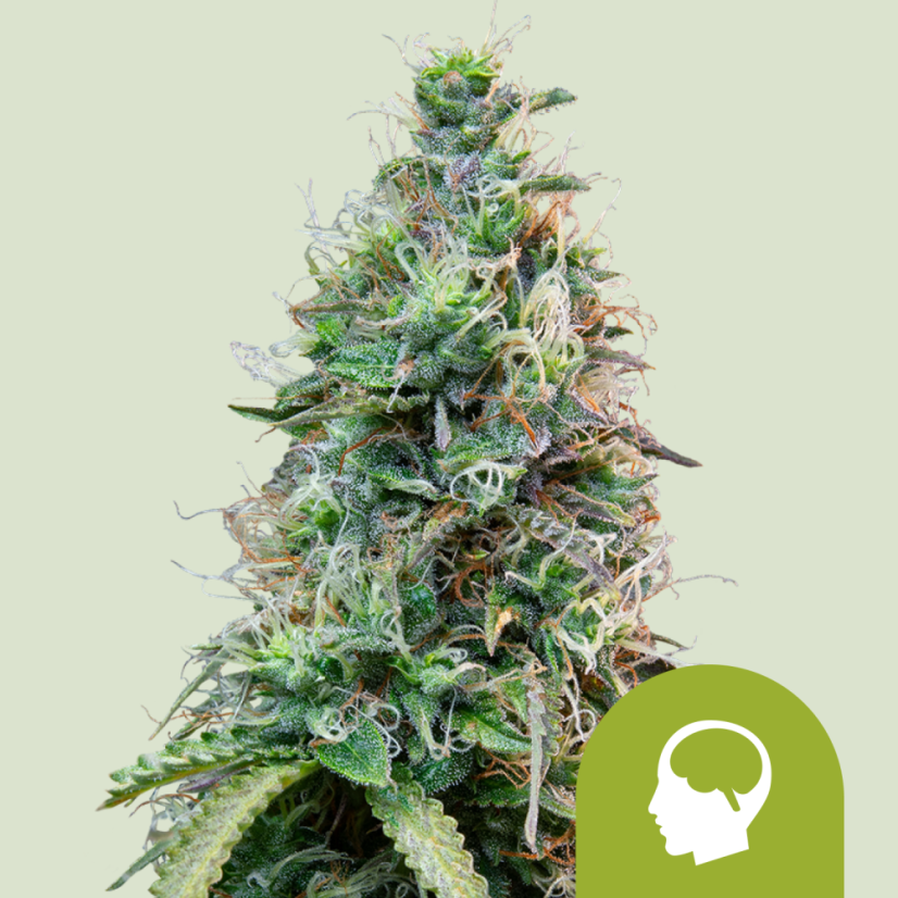 Semințe de canabis Royal Queen Seeds Amnesia Haze Auto